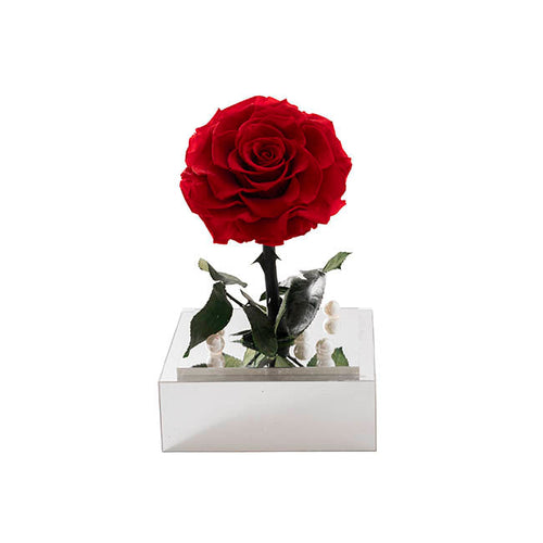 Red preserved forever rose in acrylic presentation box