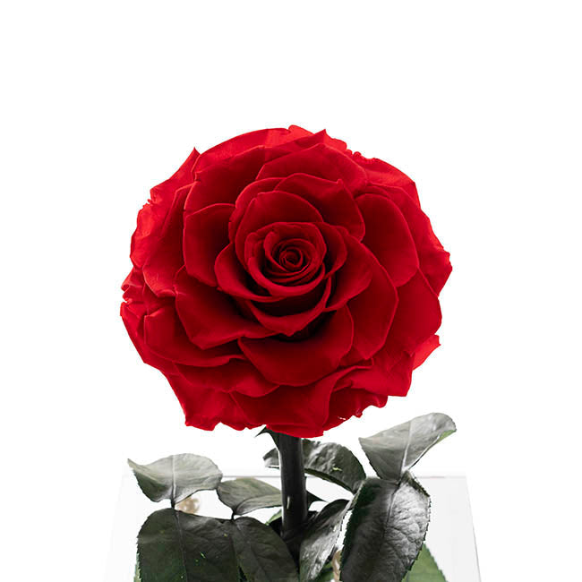 Forever Rose Single Stem (13x22cmH)